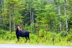 moose in woods